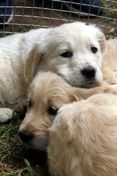 golden retriever puppy image by asiana from Fotolia.com Puppies need food with high calories and high nutrition.