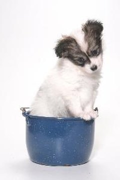 PUPPY IN BUCKET image by TERRI MOUNT from Fotolia.com A bath? Sure, if it stops my itch!