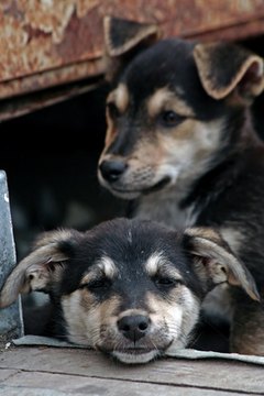 two sad homeless puppies. image by wrangler from Fotolia.com Abandoned puppies may be slow to trust humans.