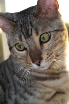 Bengal cat image by bluenose from Fotolia.com This lovely breed suffers from some genetic health issues.