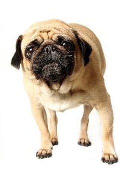 Barking Pug image by Megan Lorenz from Fotolia.com So ugly they're cute.