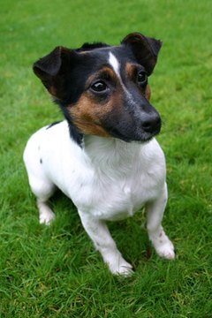 little jack russell image by NeptuneTech from Fotolia.com A jug puppy is more likely to have the Jack Russell body than the pug build.