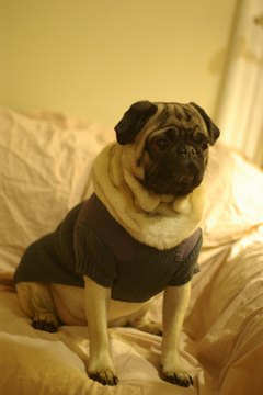 Officer Pug image by Micah Kleit from Fotolia.com Dogs with flat faces cannot tolerate extreme heat or cold.