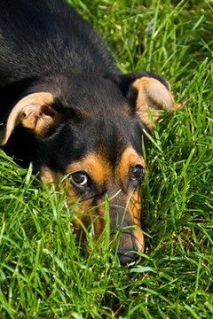 dog image by Zbigniew Nowak from Fotolia.com Your dog is counting on you to be a responsible pet parent.