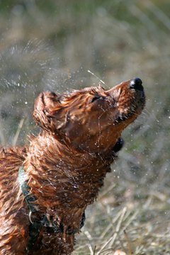 nass image by Nadine Klaus from Fotolia.com Dogs commonly shake when their coats are wet.