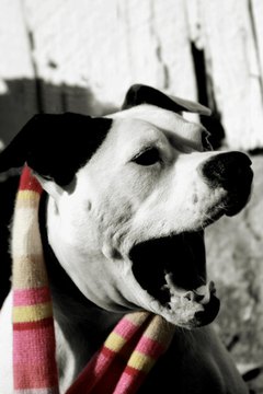 Yawning Dog image by KateC from Fotolia.com Providing praise and treats can distract a dog during fearful stimulation.