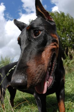 dobermann image by dogist from Fotolia.com The energetic doberman needs high-quality food.