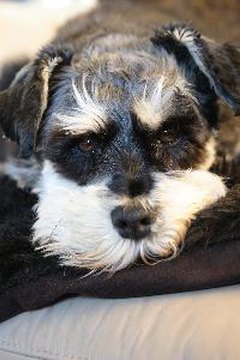 miniature schnauzer image by Alison Bowden from Fotolia.com I'm bored. What can I chew now?