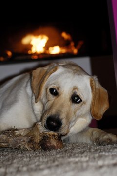 labrador image by asb from Fotolia.com Nothing a good bone can't cure....