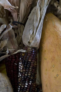 Many Native American harvest festivals center around corn.