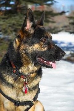 german shepherd image by Jeff from Fotolia.com The eyes of a German shepherd are always on the lookout.
