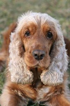Cocker spaniel image by Stana from Fotolia.com Originally, owners clipped their spaniel's tail to increase his mobility in vegetation.