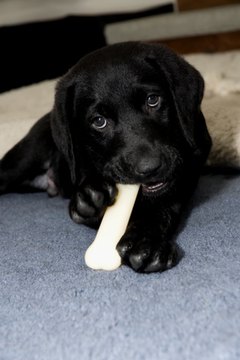 How Can I Tell How Old a Black Lab Puppy Is? - Pets