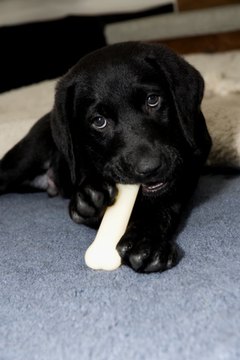 How Can I Tell How Old A Black Lab Puppy Is Pets