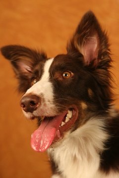red border collie image by Earl Robbins from Fotolia.com Border collies are high-energy dogs and need more protein and fat than other dogs.