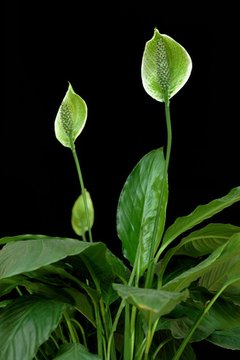 Room flower spathiphyllum on a black background image by Petr Gnuskin from Fotolia.com The peace lily is a plant with hidden dangers -- a wolf in sheep's clothing.