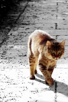 cat image by FotoWorx from Fotolia.com Feral cats shy from human touch.