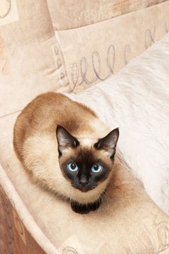 siamese cat, analogous color of background image by starush from Fotolia.com An unneutered cat is likely to spray urine on your favorite couch.