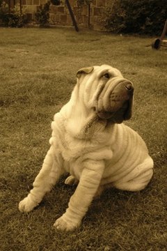sharpei image by david bruyer from Fotolia.com Shar-Peis