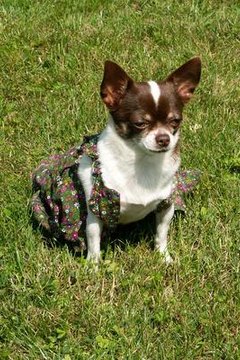 chihuahua image by jonnysek from Fotolia.com Keep your Chihuahua healthier by spaying her.