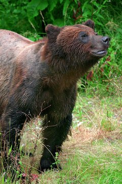 Where Did Grizzly Bears Originate? | Animals - mom.me