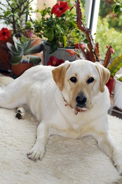 labrador image by asb from Fotolia.com Consistent grooming results in a clean Labrador.