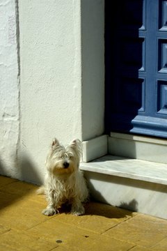 Small Dog image by Nick Scott-Jones from Fotolia.com A yapping dog can be an annoyance.