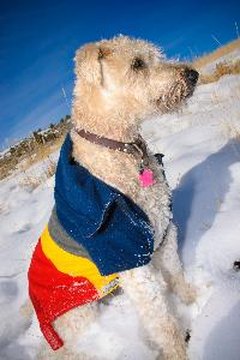 I love snow image by Yarek Gora from Fotolia.com Underneath this stylish accessory is my lovely wheaten coat.