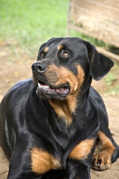 Rotweiler image by AttitudeAngel from Fotolia.com Rotties love to eat and gain weight easily.