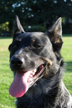 Happy dog in the park image by Lucki13 from Fotolia.com A happy dog has a relaxed facial expression.