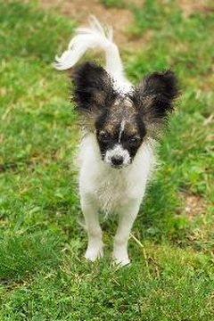 papillon - exhibition image by muro from Fotolia.com Speak up, I'm all ears!