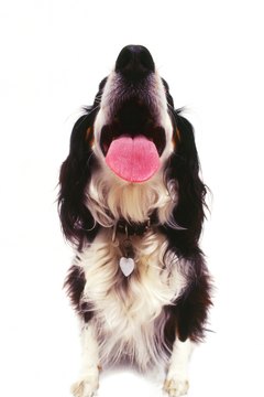 George Doyle/Stockbyte/Getty Images Bored border collies entertain themselves.