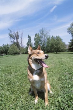 Hemera Technologies/AbleStock.com/Getty Images Familiarize yourself with your dog's potty "clues."