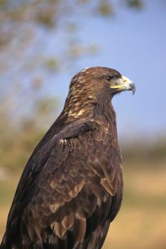 Interesting Facts About The Golden Eagle Animals Momme