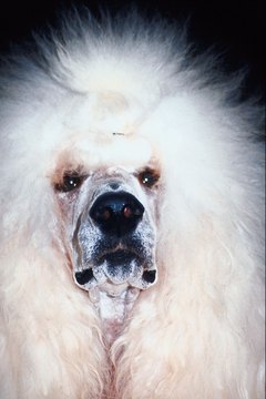Jupiterimages/Photos.com/Getty Images What? Like you've never had a bad hair day.