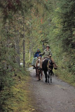 An education and the right work experience can help you land a job as a forest ranger.