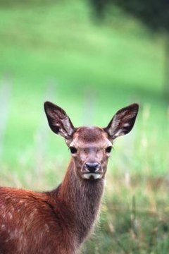 Why Do Deers’ Eyes Glow? | Animals - mom.me