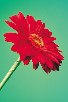 Goodshoot/Goodshoot/Getty Images Gerbera daisies aren't considered toxic to cats.