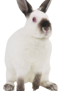 Hemera Technologies/PhotoObjects.net/Getty Images Bunnies are sensitive, so keep Sparky from startling Bunbun.