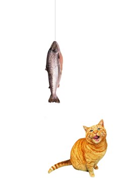 Gayla Bailey/Photodisc/Getty Images Fish oils mean healthy omega-3 for your kitty.