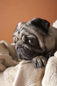 DailyPuppy article image