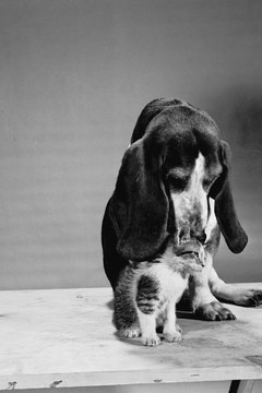 Three Lions/Valueline/Getty Images Some kittens view pups as their best buddies.