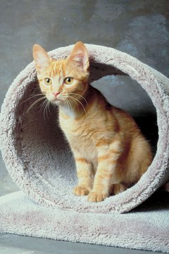 Jupiterimages/Photos.com/Getty Images Cat trees satiate their climbing, scratching, playing, napping and surveying needs.
