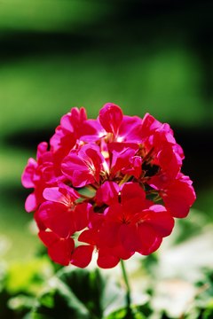 Jupiterimages/Comstock/Getty Images Geraniums and felines just don't belong together.