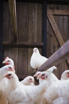 Jupiterimages/BananaStock/Getty Images Unlike most animals, chickens and turkeys have gizzards.