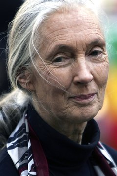 Spencer Platt/Getty Images News/Getty Images Some anthropologists, like Jane Goodall, study primates as well as humans.