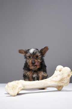 Martin Poole/Digital Vision/Getty Images What you don't see is the owner of that bone looking none too pleased.