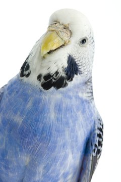 BananaStock/BananaStock/Getty Images Keep your budgie clipped to avoid an easy escape.