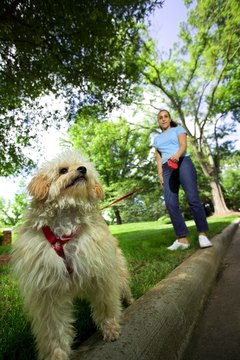 DailyPuppy article image