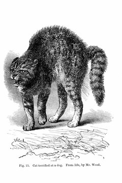 Photos.com/Photos.com/Getty Images That tail is telling you something.